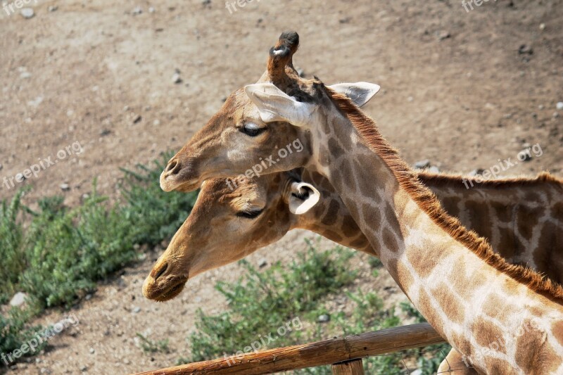 Giraffes Neck Animals Animal Nature