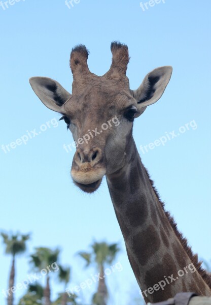 Giraffe Neck Animals Animal Nature