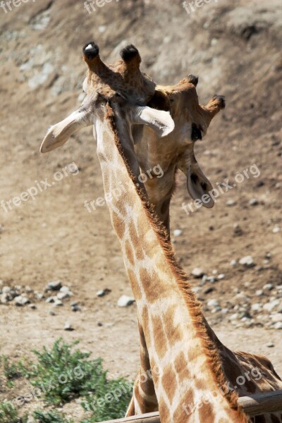 Giraffes Neck Animals Animal Nature