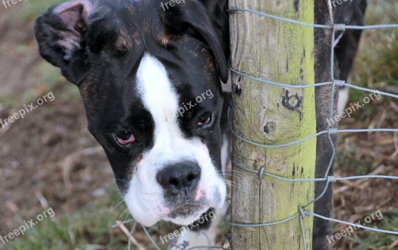 Dog Boxer Pet Animal Dog Look