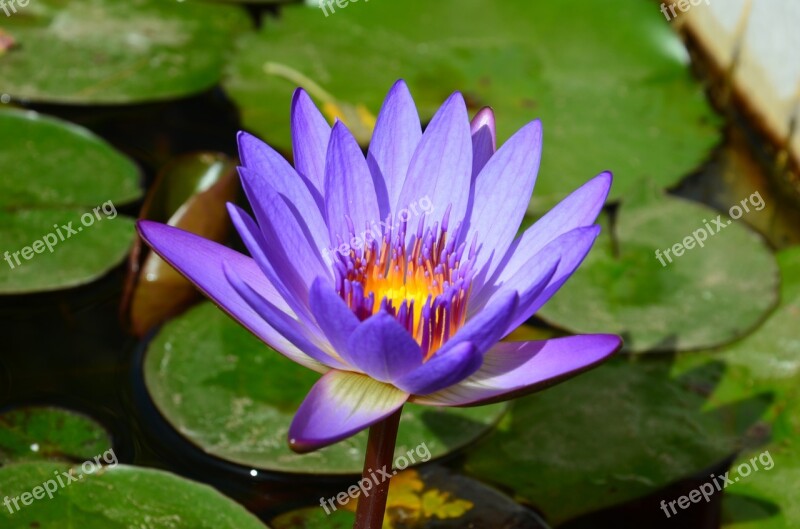 Water Lily Flowers Water Pond Asia