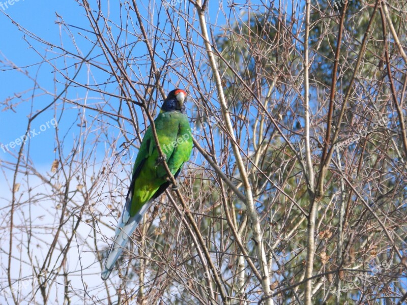 Nature Bird Australian Wild Wildlife