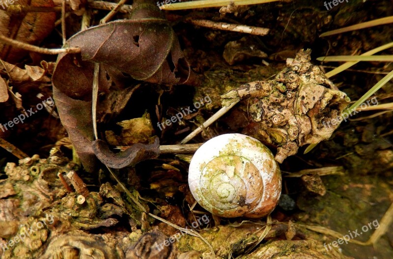 Shell Nature Abandoned Checkbook Houses Empty Snail Shell