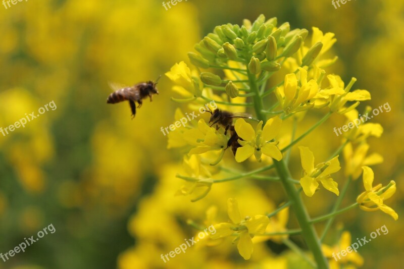 Spring Plant Rape Bee Free Photos