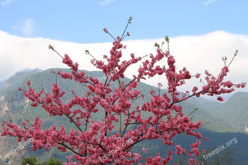 Cangshan Cherry Blossom Spring Plant Free Photos