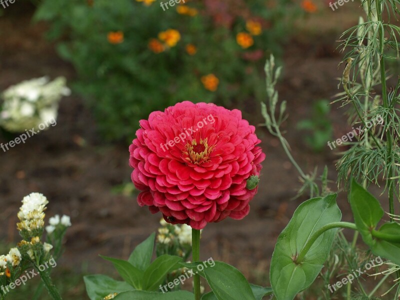 Zinnia Daliowa Zinnia Elegans Zinnia Flower Flowering