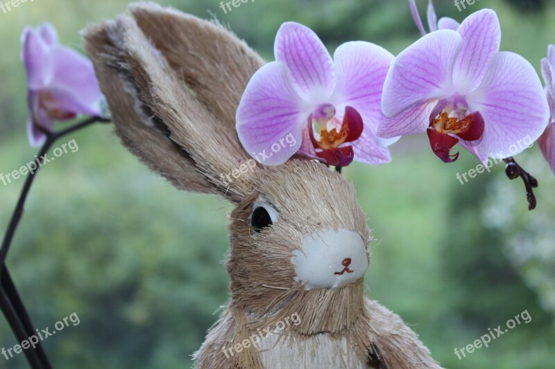 Hare Flower Animal Orchis Easter