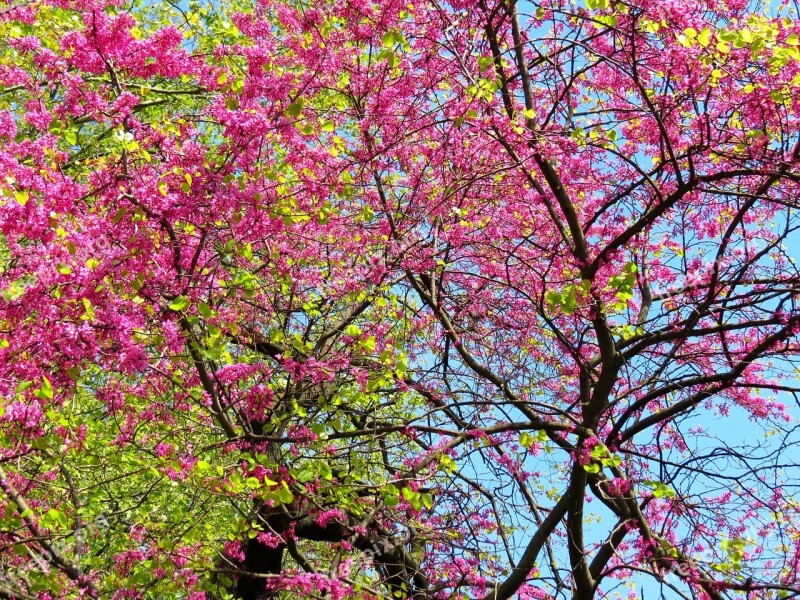 Trees Spring Rosa Green Twigs