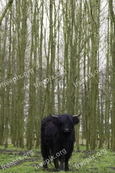 Black Scottish Highlander Cow Cattle