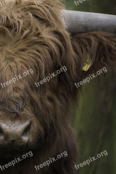 Brown Scottish Highlander Cow Cattle