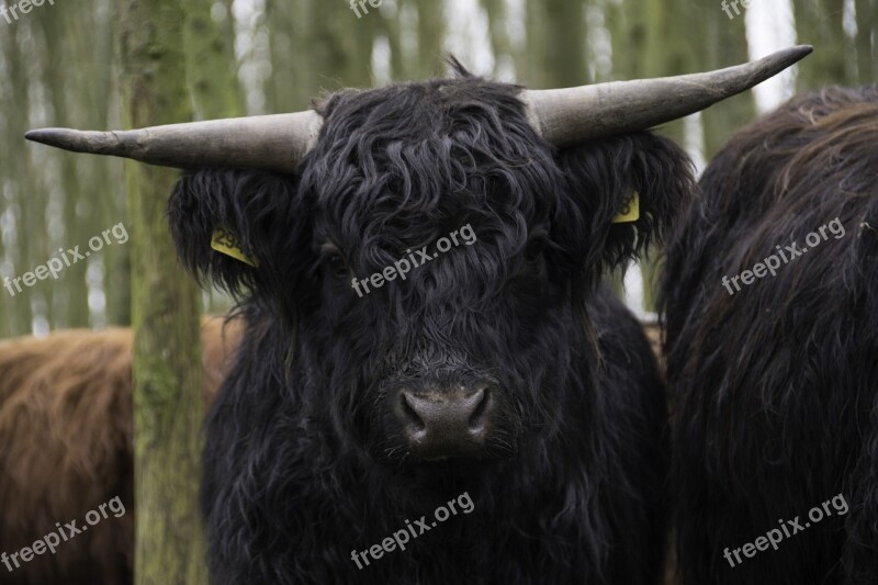 Black Scottish Highlander Cow Cattle