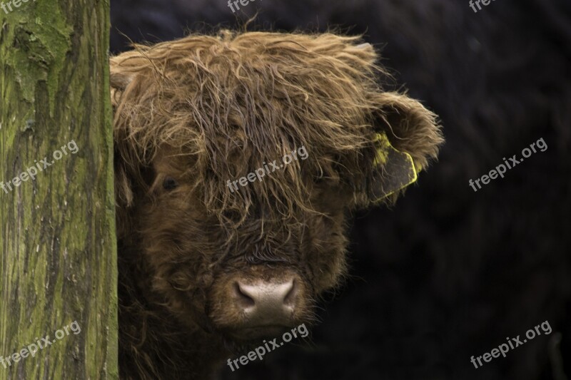 Brown Scottish Highlander Cow Cattle