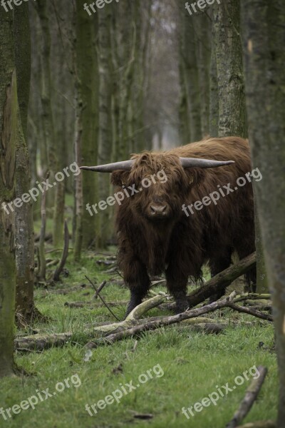 Brown Scottish Highlander Cow Cattle