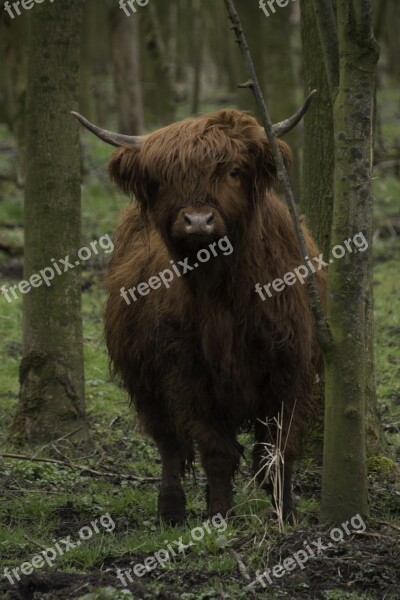 Brown Scottish Highlander Cow Cattle