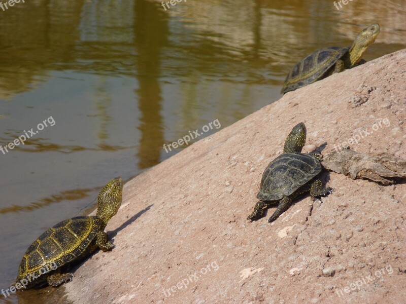 Turtles Reptile Carapace Animal Free Photos