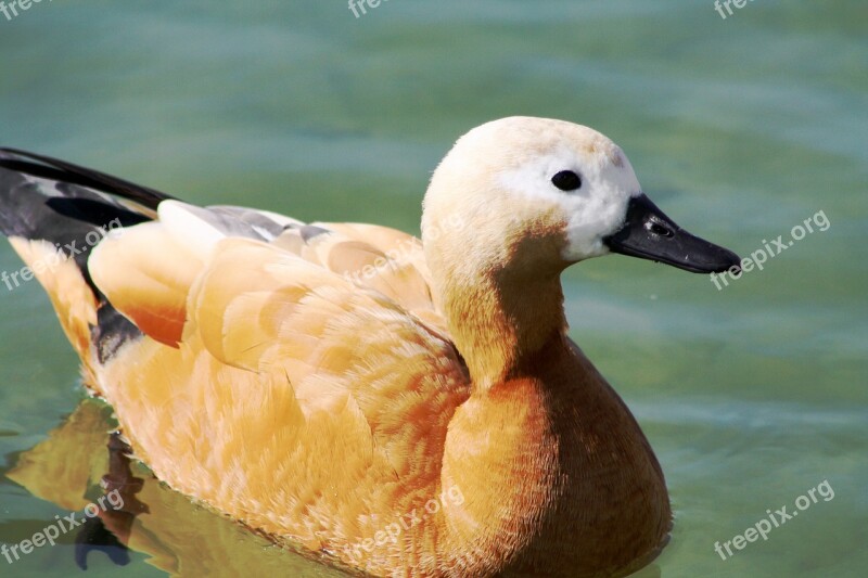 Duck Pond Swimming Water Nature