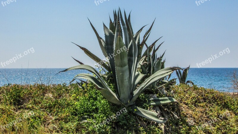 Aloe Vera Plant Cactus Sea Seaside