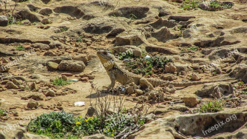 Cyprus Lizard Kurkutas Reptile Fauna