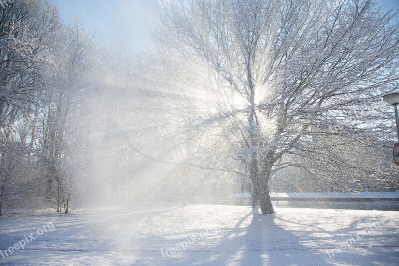 Trees Tree Snow The Winter Sun