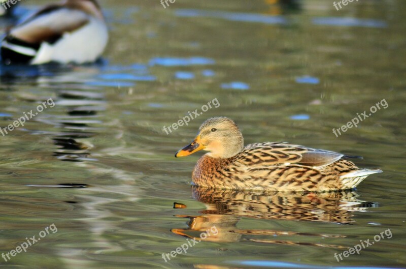 Duck Green Collar Pond Lake Nature