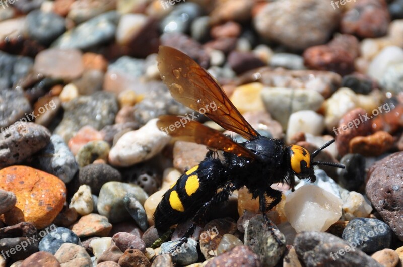 Insect Bee Wasp Nature Macro