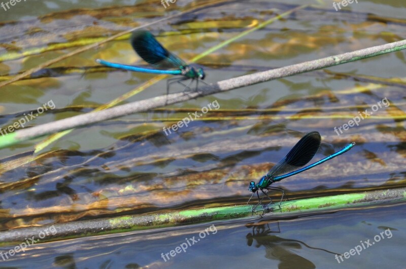 Dragonfly Insect Nature Garden Macro