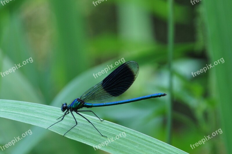 Dragonfly Insect Nature Garden Macro