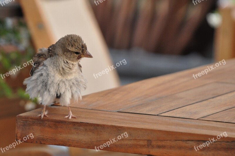 Bird Sparrow Animal Nature Feathers