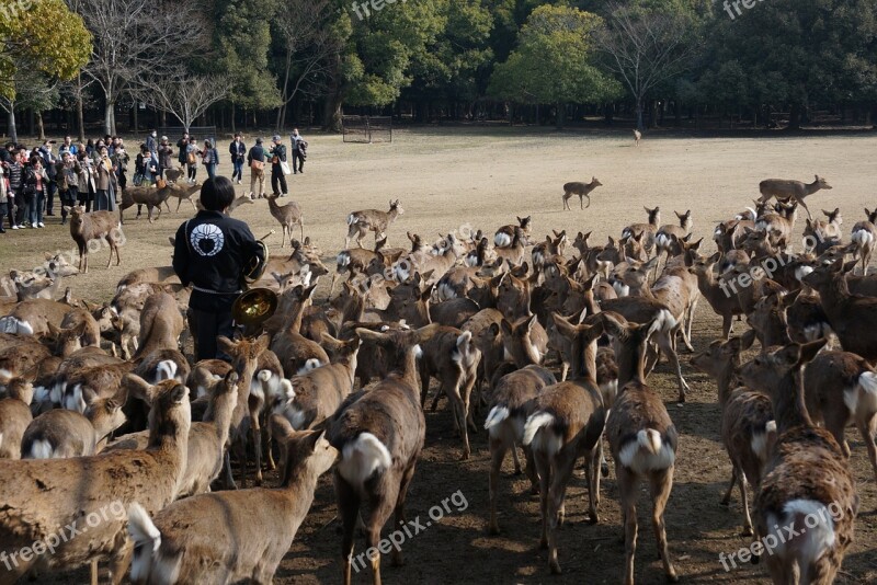 Japan Nara Deer Gather Man