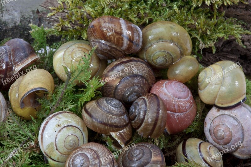 Snail Shells Arianta Arbustorum Schalenweichtiere Reptiles Molluscs