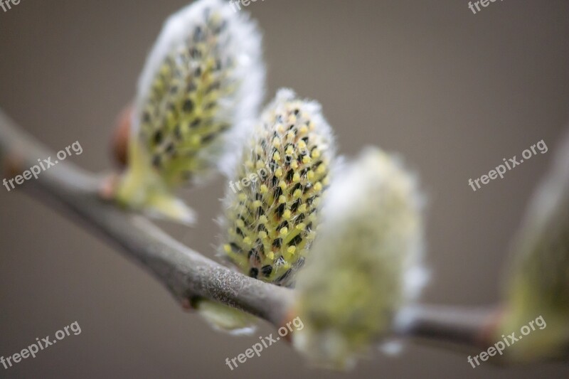 Kitten Willow Catkin Pasture Fluff Spring