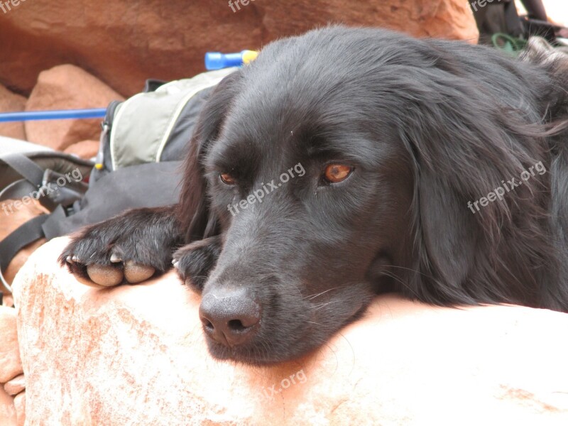 Black Labrador Dog Retriever Pet