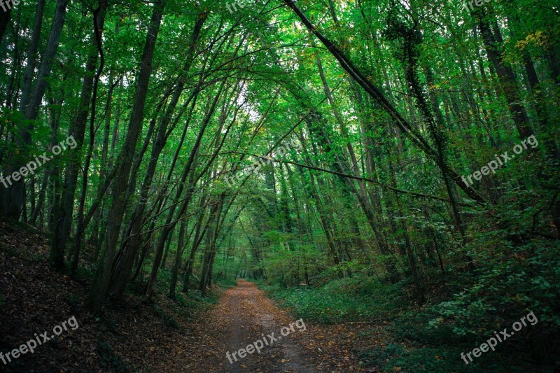 France Wood Nature Path Camber