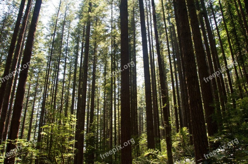 Tree Forest Nature Landscape Scenery