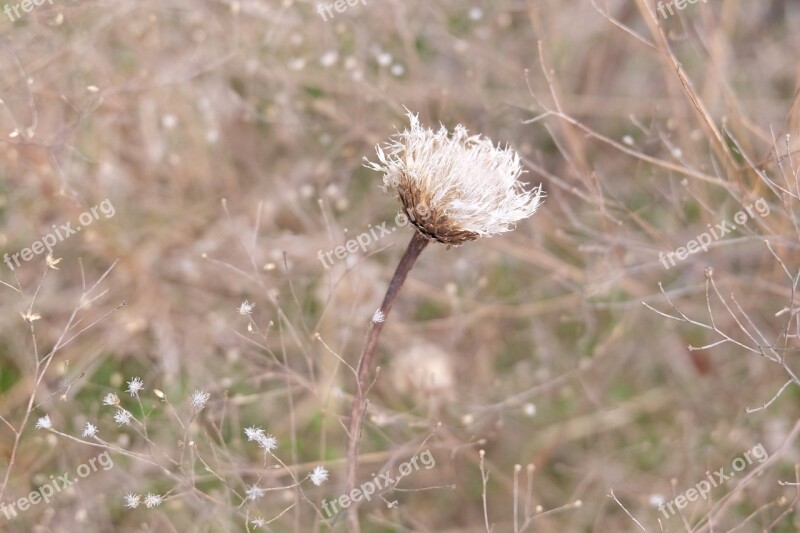 Flower Wildflower Nature Spring Plant