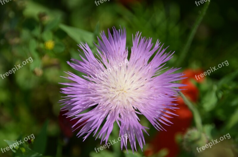 Thistle Purple Flower Blossom Bloom