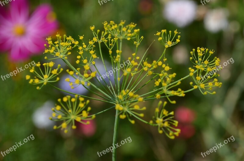 Wild Flower Herbs Medicinal Plant Pointed Flower Wild Herbs