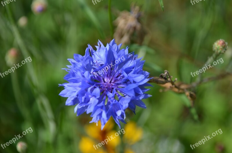 Blue Flower Cornflower Wild Flower Free Photos