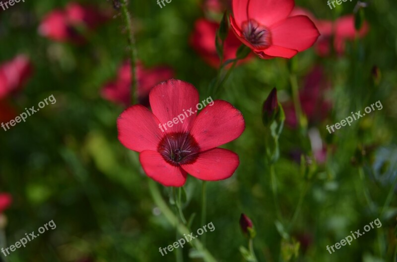 Flower Red Blossom Bloom Field