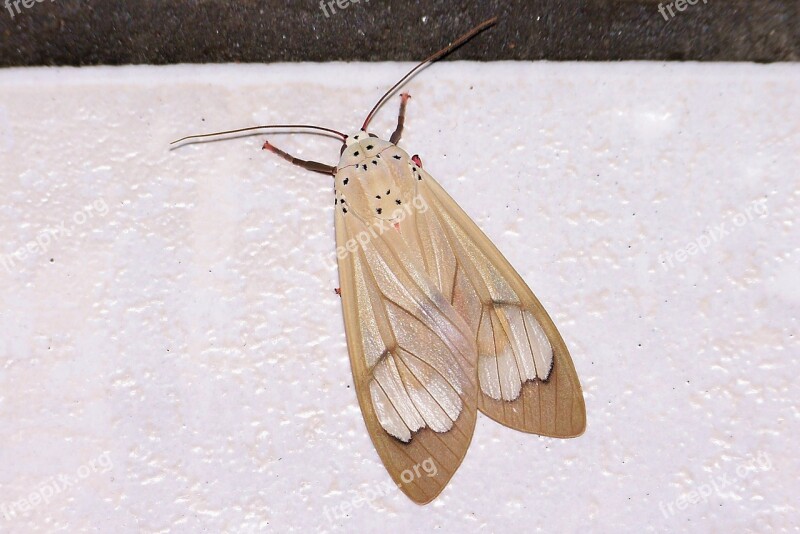 Moth Beige Insect Free Photos