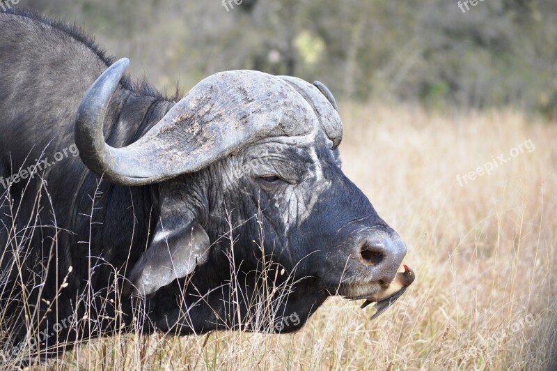 Buffalo South Africa Kruger Park Bird Free Photos