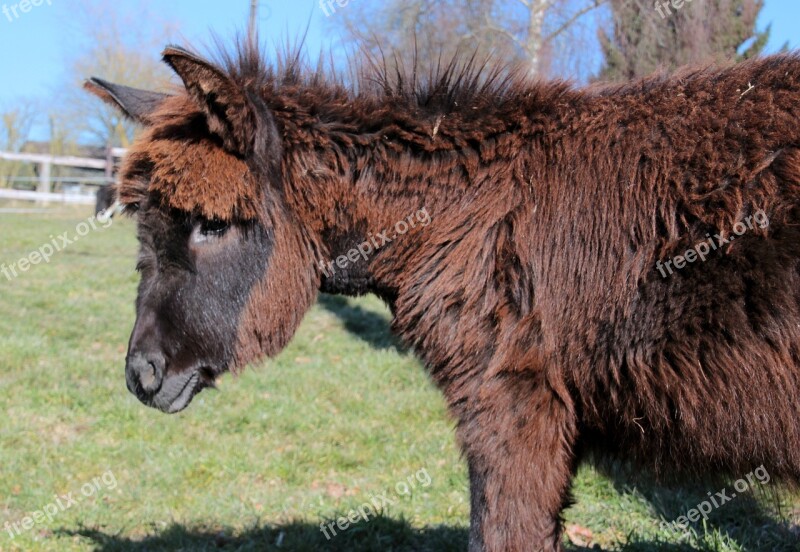 Donkey Animal Beast Of Burden Brown Workhorse