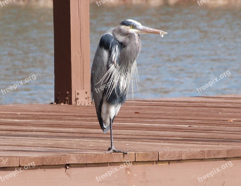 Heron Bird Nature Lake Feather