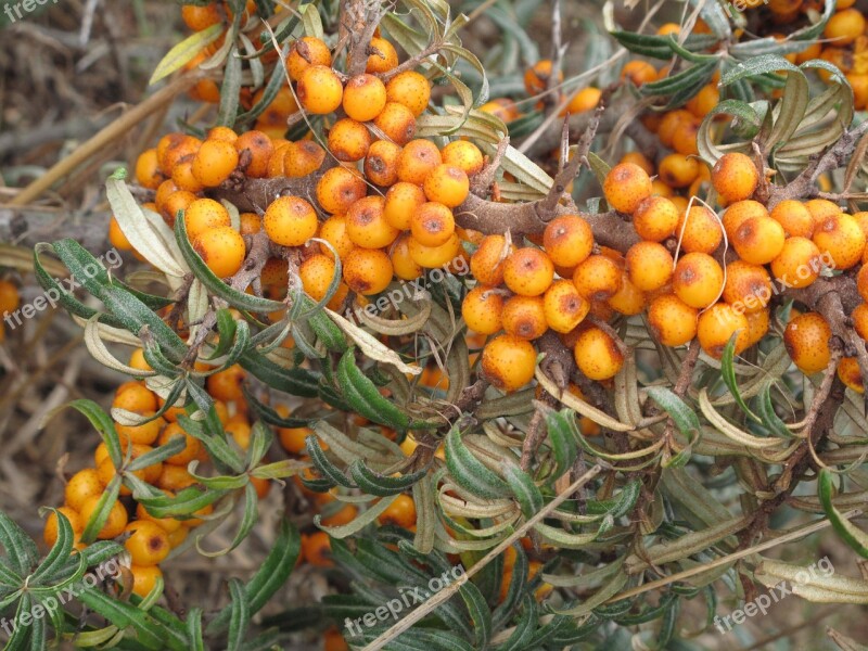 Sea Buckthorn Yellow Berries Berry Free Photos