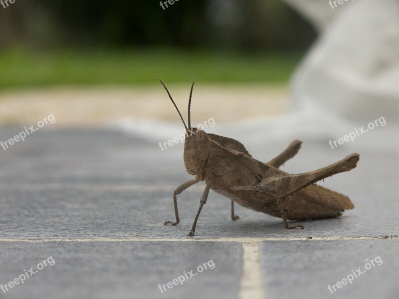 Cricket Animal Fauna Big Brown