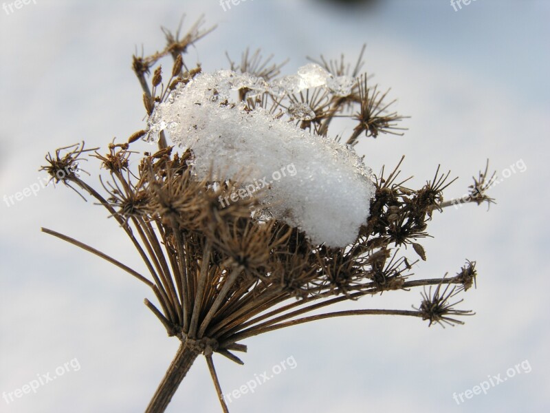 Winter Snow Nature Shrubs Free Photos