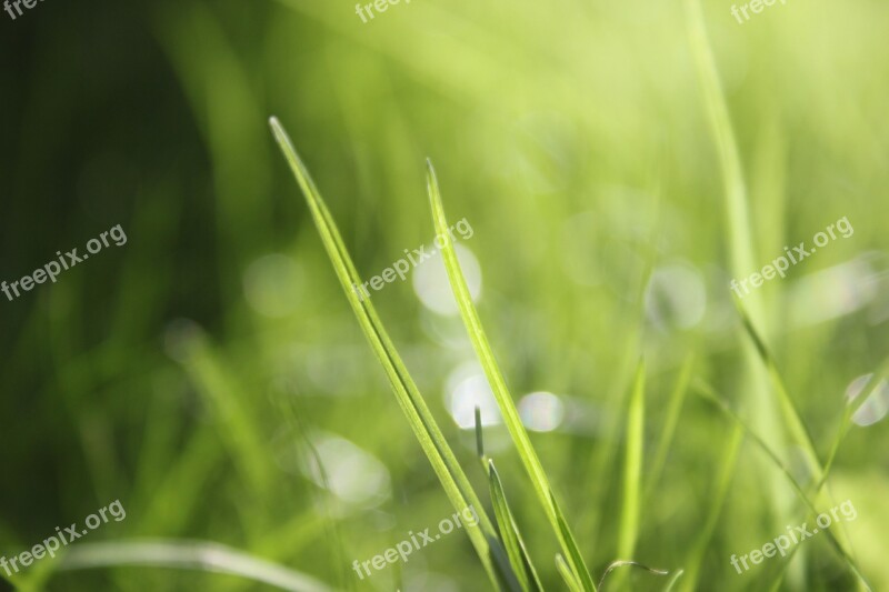 Grass Bokeh Nature Green Meadow