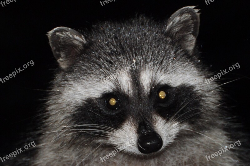 Raccoon Varmint Mammal Masked Wildlife