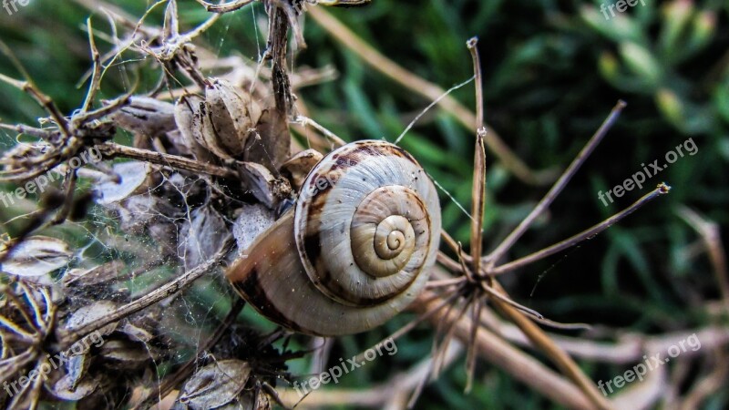 Snail Nature Shell Helix Environment