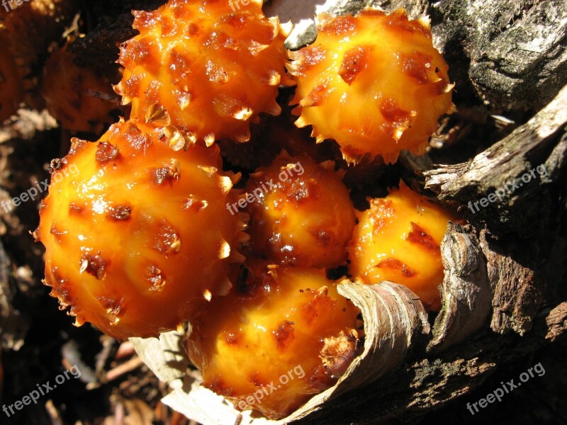 Mushrooms Fungi Nature Close Up Yellow